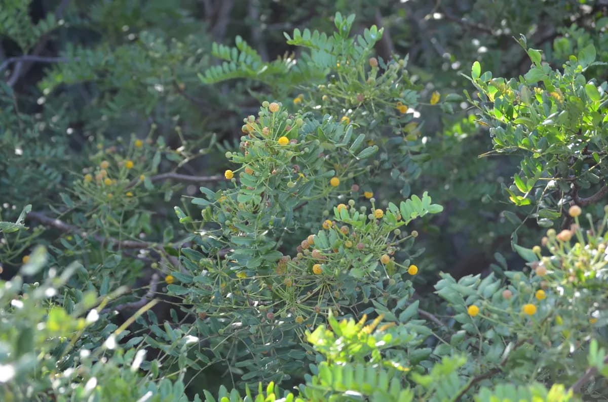 Cinnecord (Vachellia choriophylla)