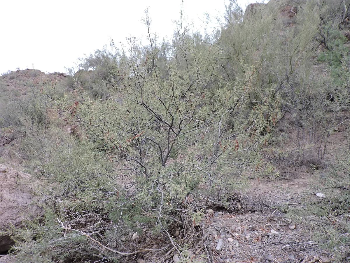 White Thorn Acacia (Vachellia constricta)