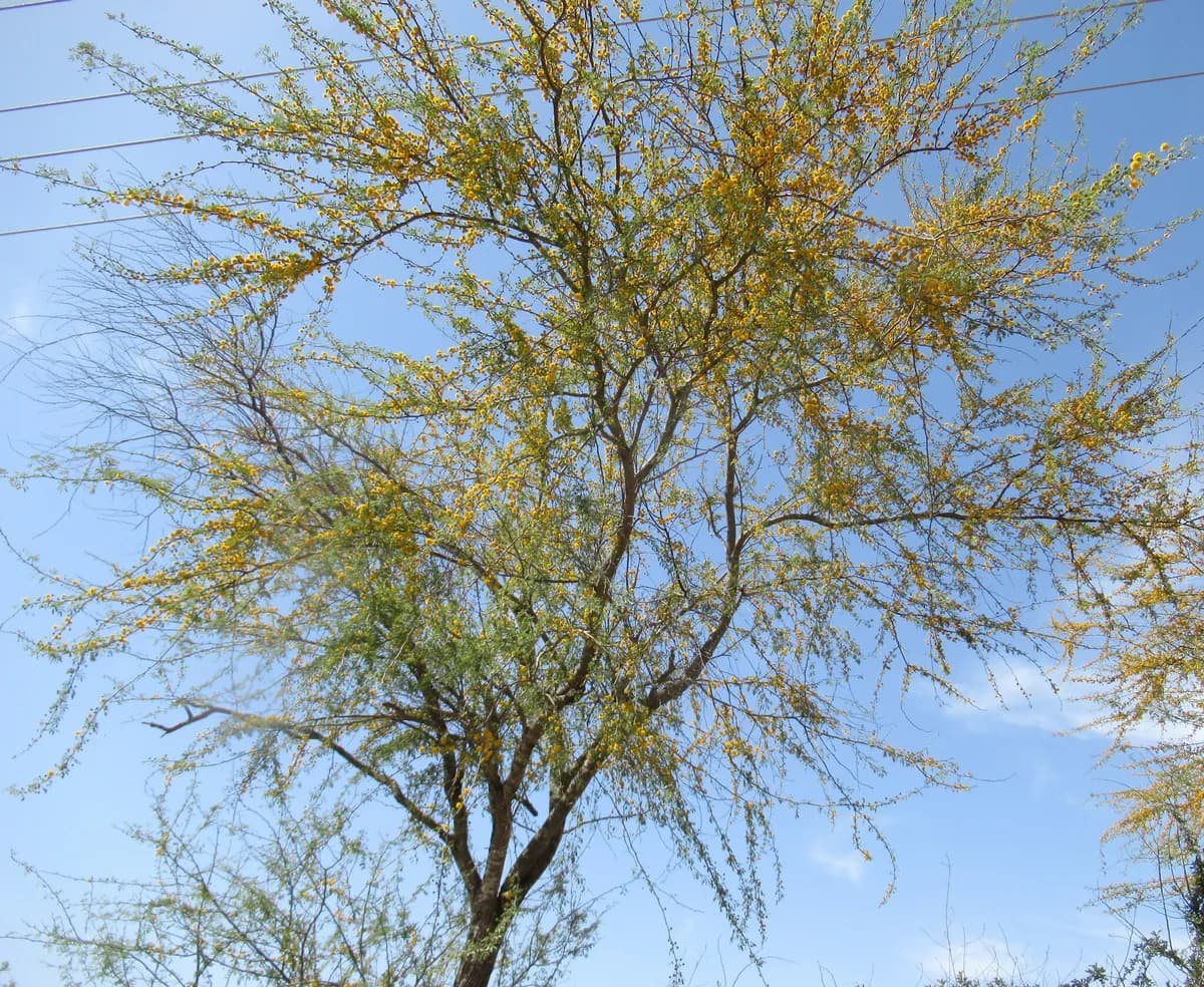 Huisache (Vachellia farnesiana)