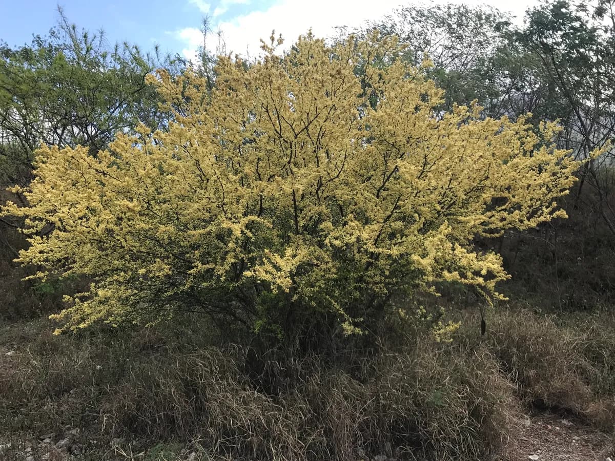 Blackbrush Acacia (Vachellia rigidula)