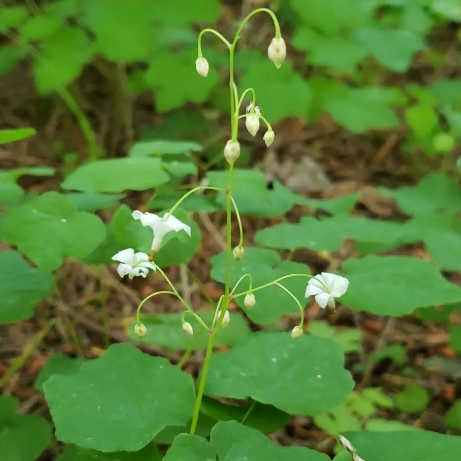 Northern inside-out-flower (Vancouveria hexandra)
