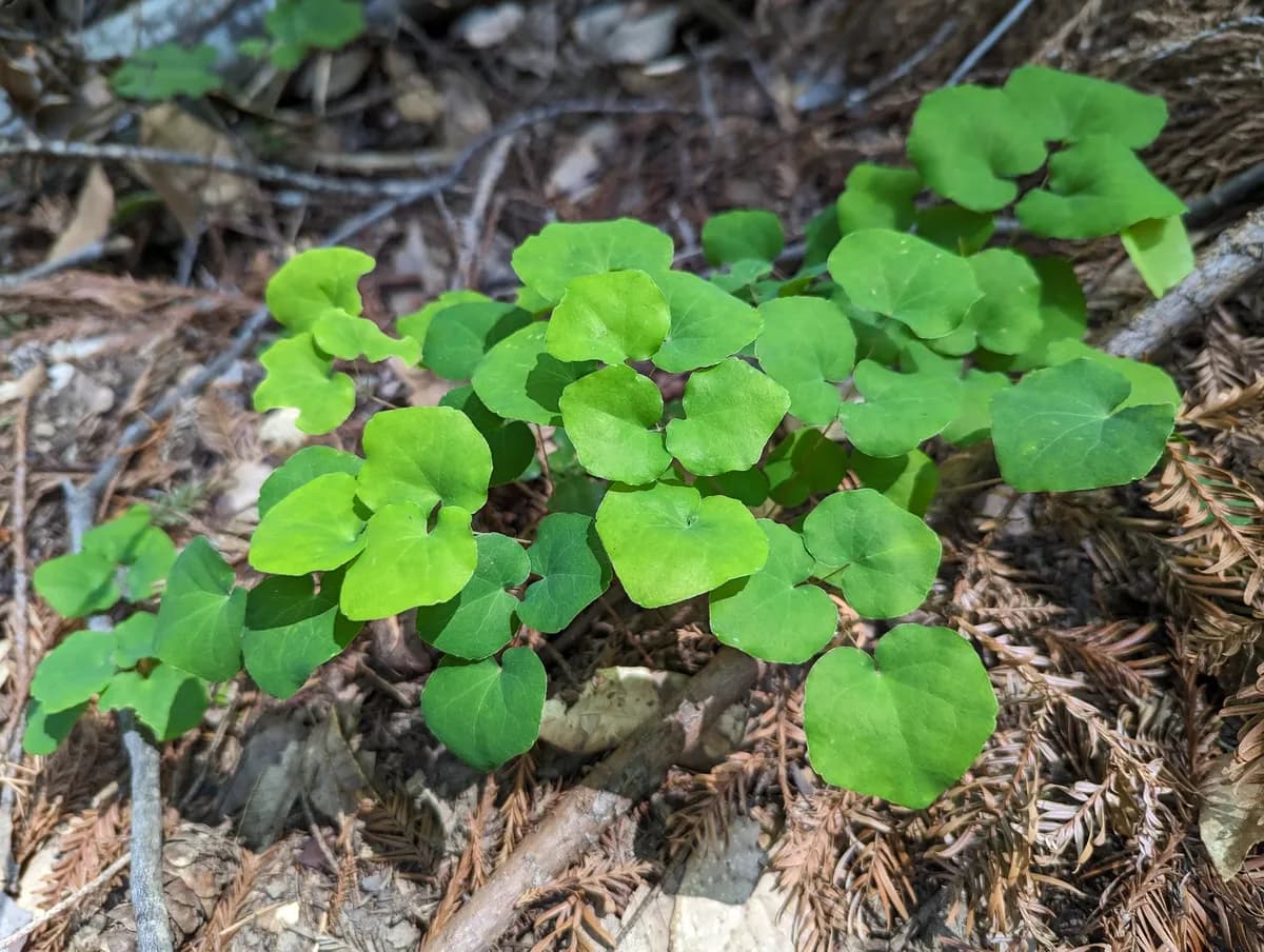 Redwood inside-out-flower (Vancouveria planipetala)