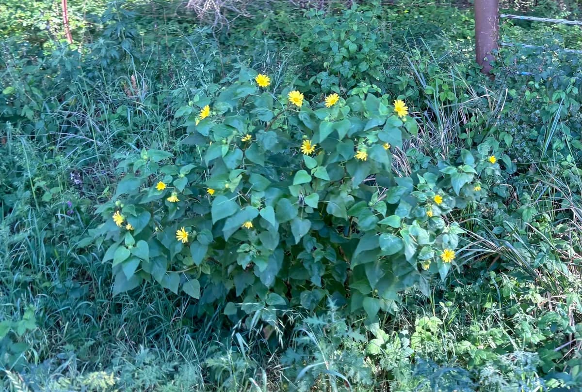 Canyon sunflower (Venegasia carpesioides)