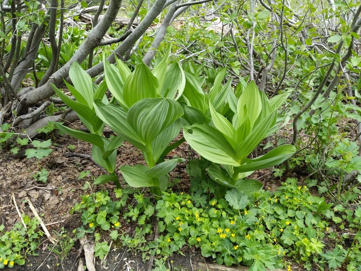 California Veratrum (Veratrum californicum)