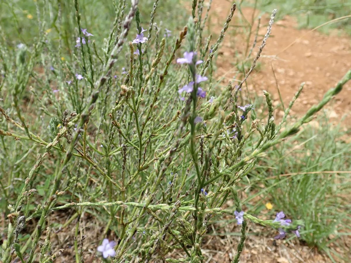 Texas Verbena (Verbena halei)