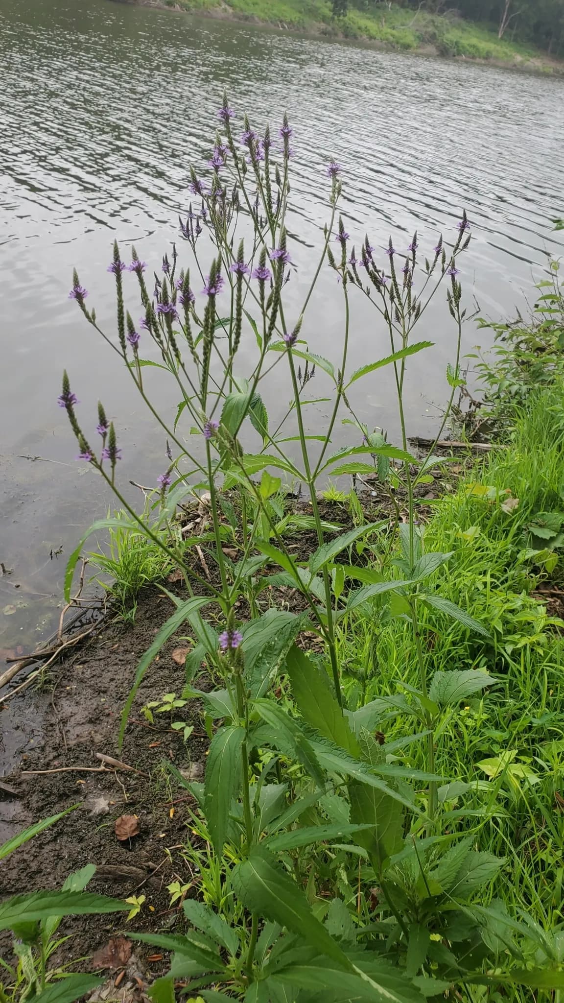 American Blue Vervain (Verbena hastata)