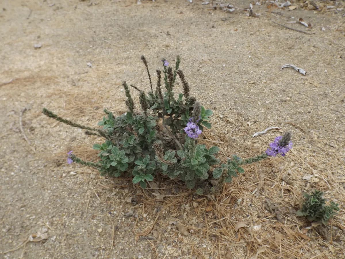 Vervain (Verbena lasiostachys)