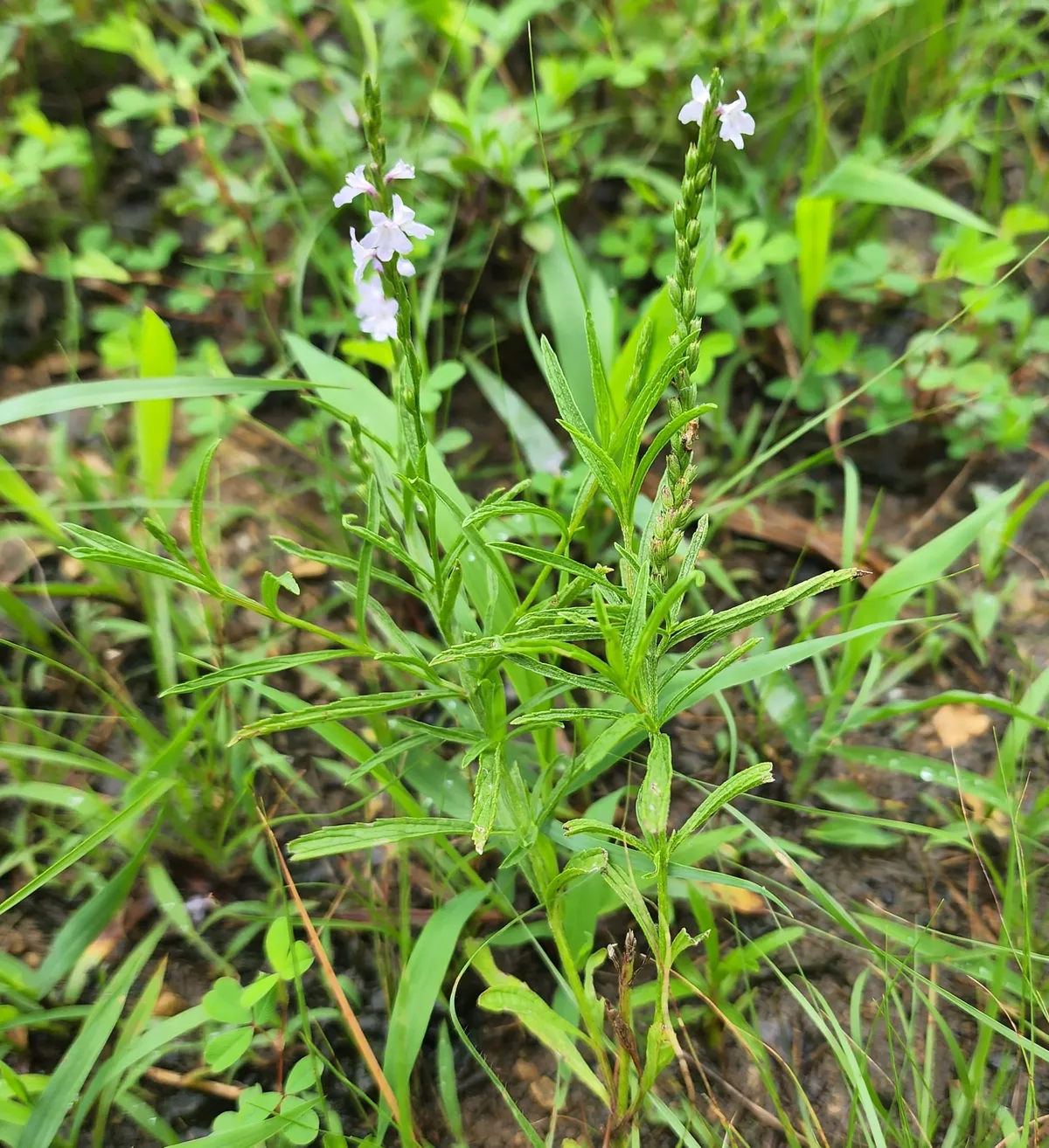 Narrow-leaf Vervain (Verbena simplex)