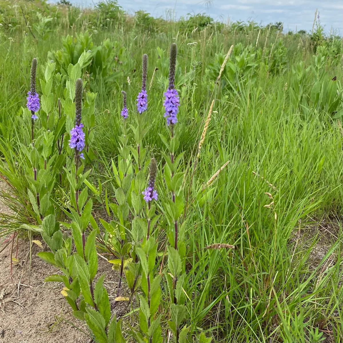 Hoary Vervain (Verbena stricta)