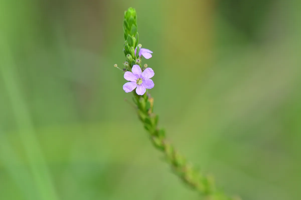 Gulf Vervain (Verbena xutha)