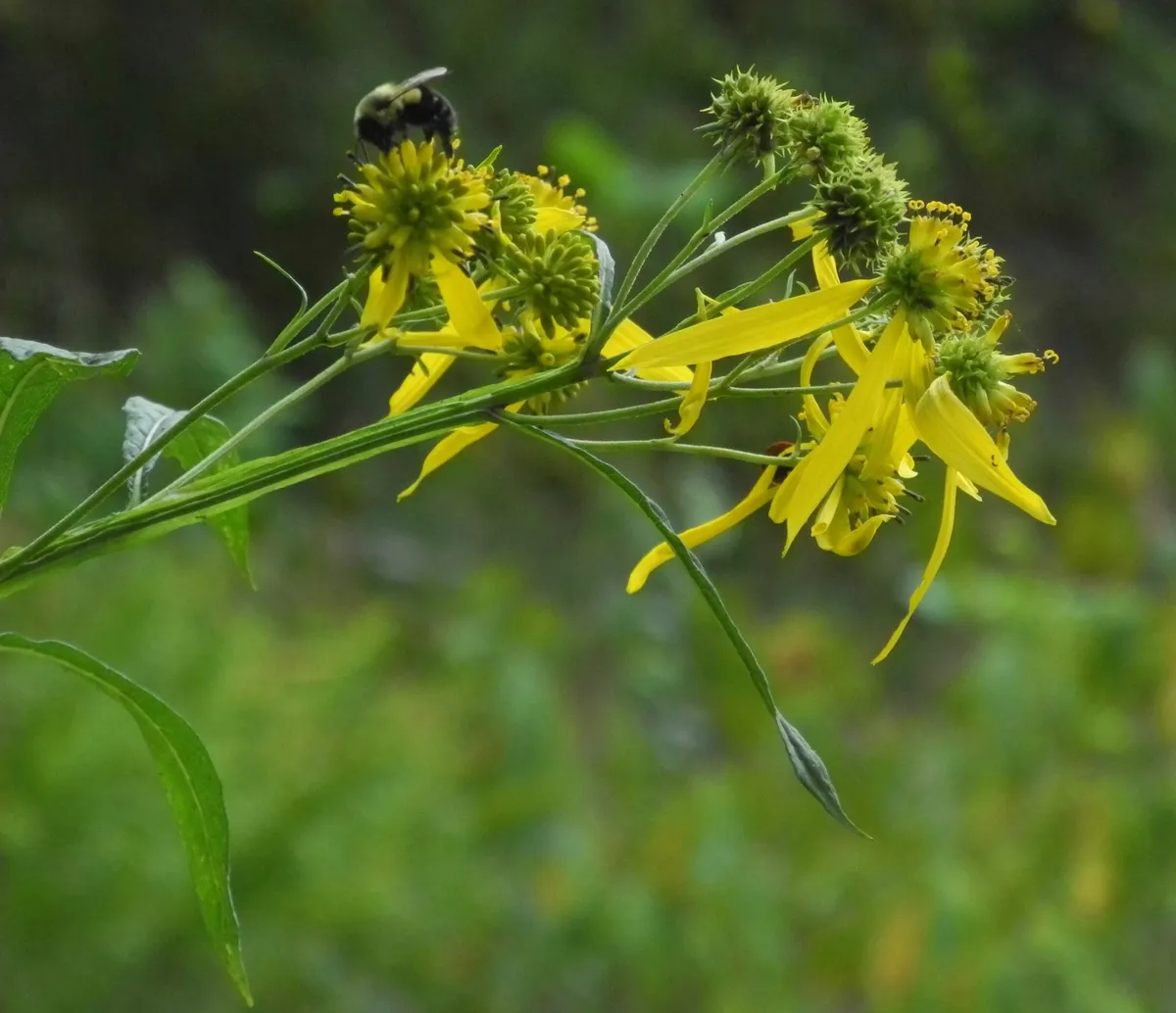Wingstem (Verbesina alternifolia)