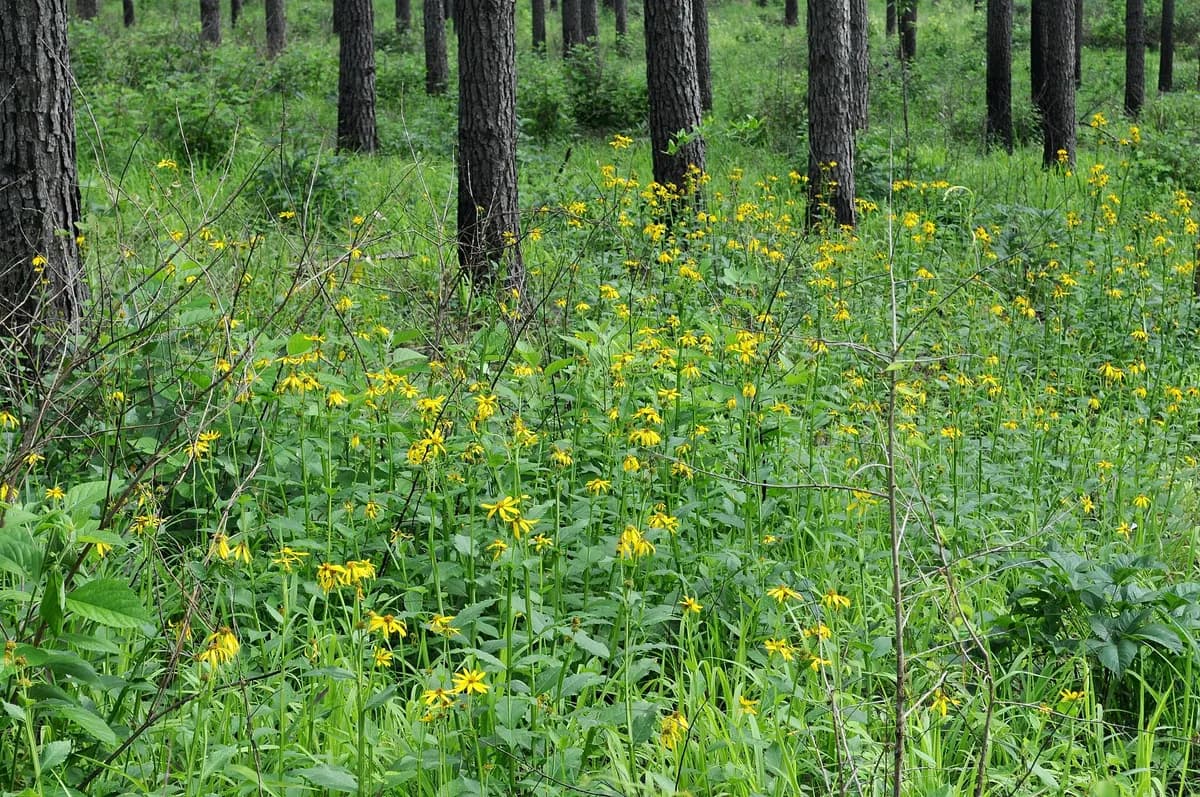 Gravelweed (Verbesina helianthoides)
