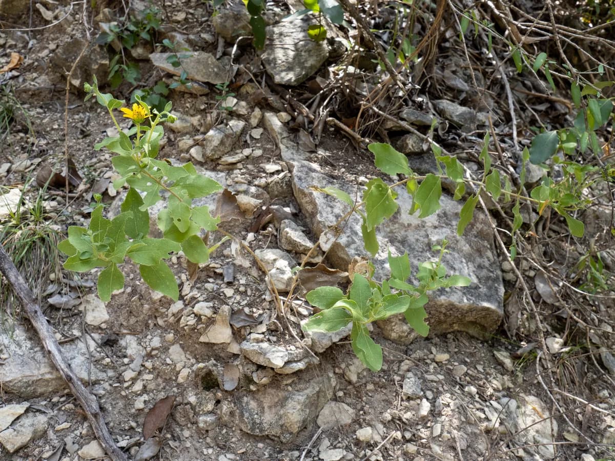 Lindheimer's Crownbeard (Verbesina lindheimeri)