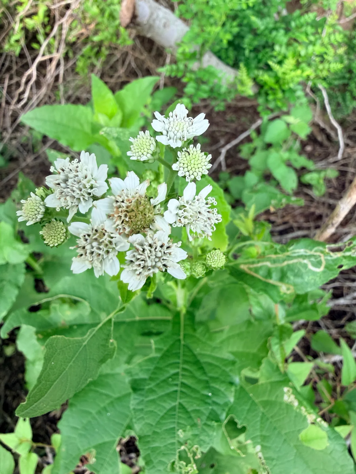 Frostweed (Verbesina microptera)