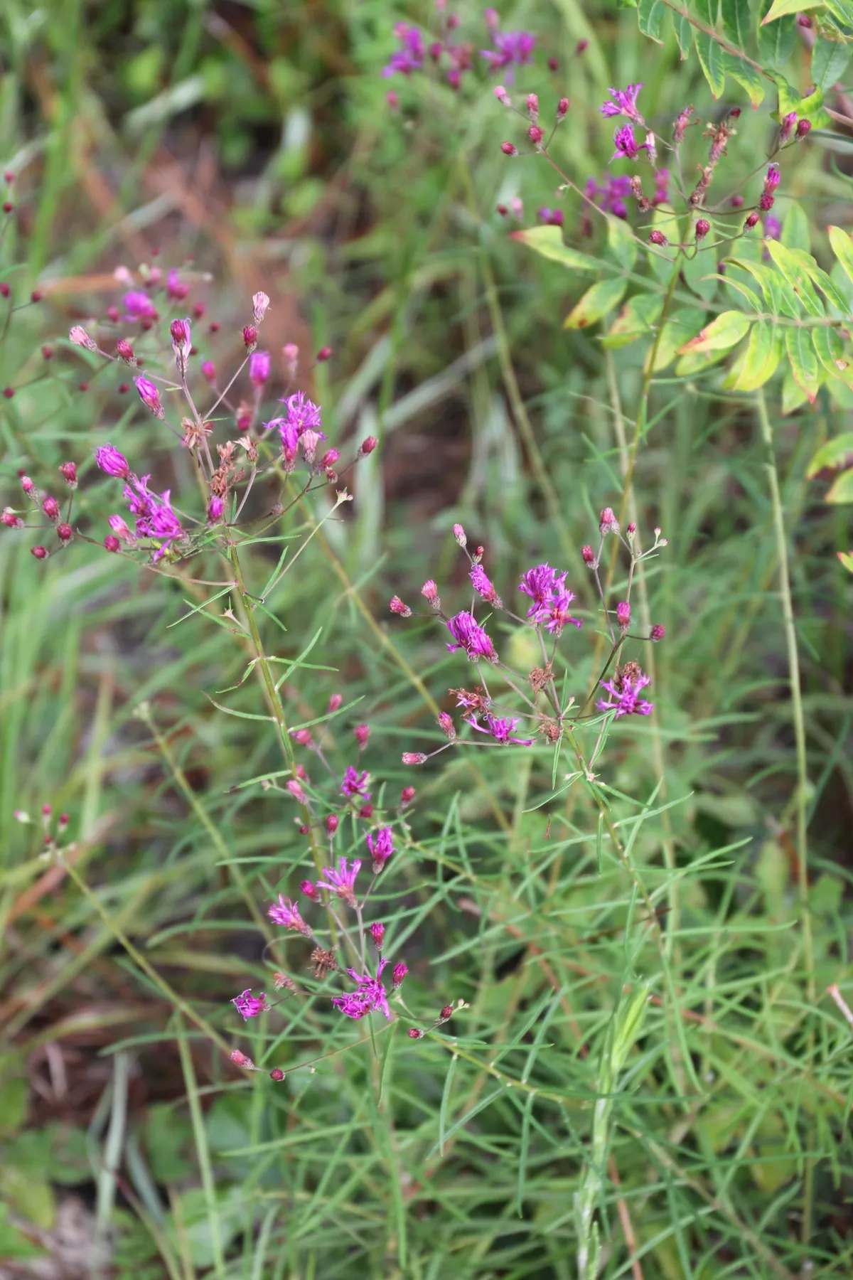 Tall ironweed (Vernonia angustifolia)