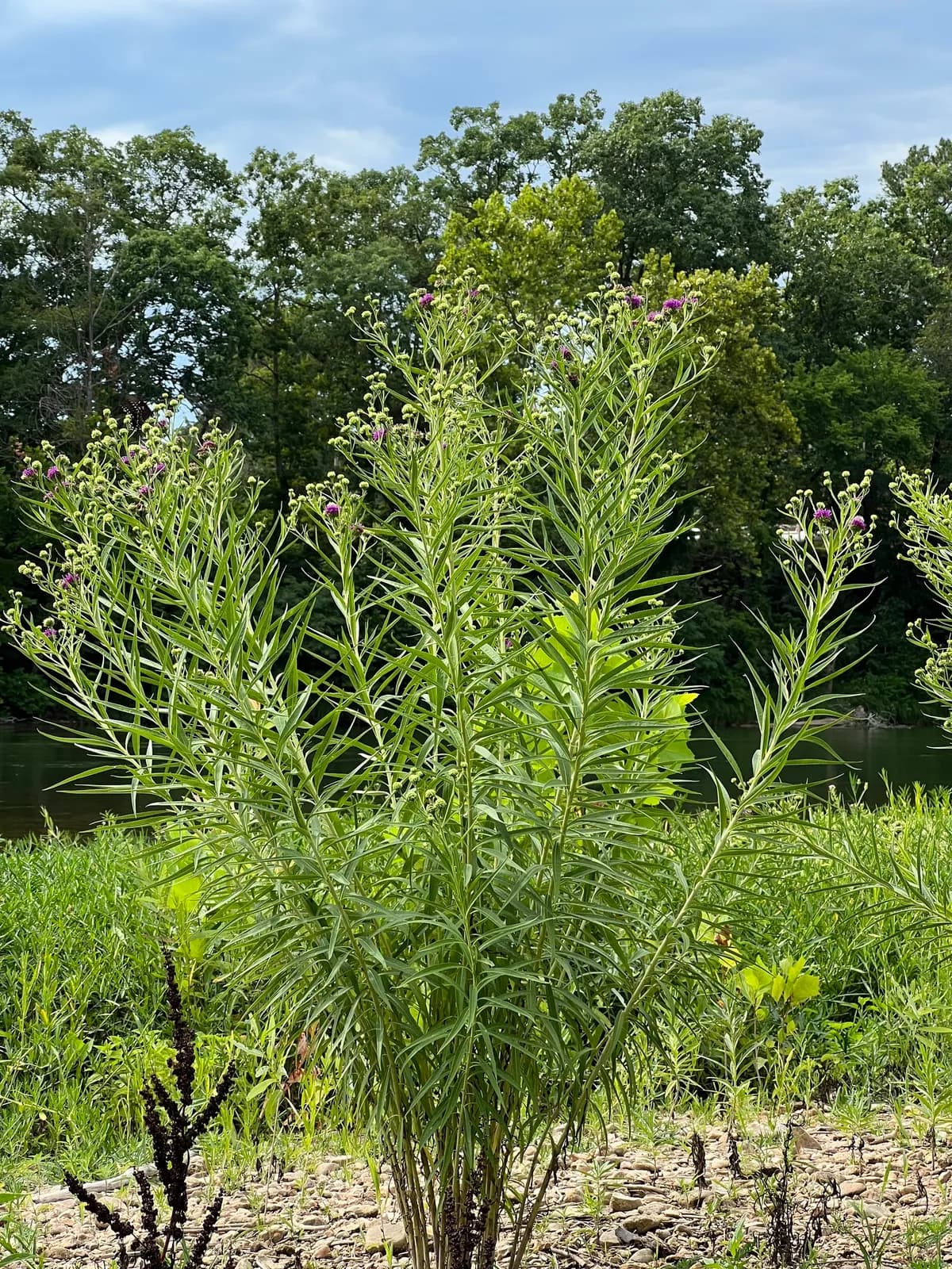 Ozark ironweed (Vernonia arkansana)