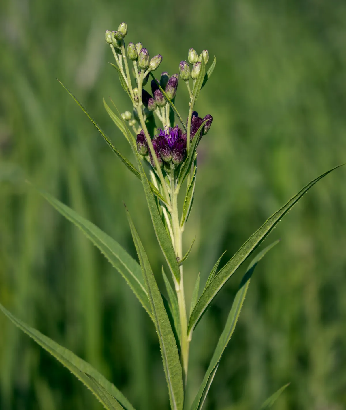 Prairie ironweed (Vernonia fasciculata)