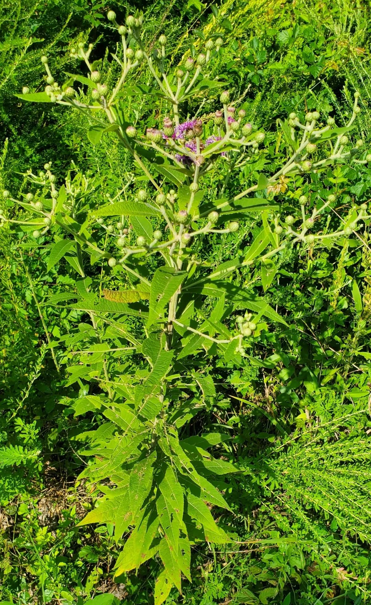 Missouri Ironweed (Vernonia missurica)