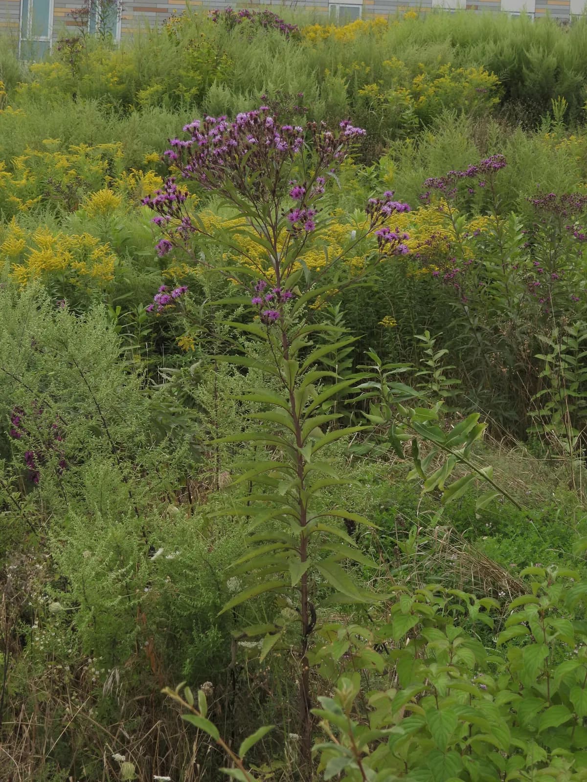 New York Ironweed (Vernonia noveboracensis)