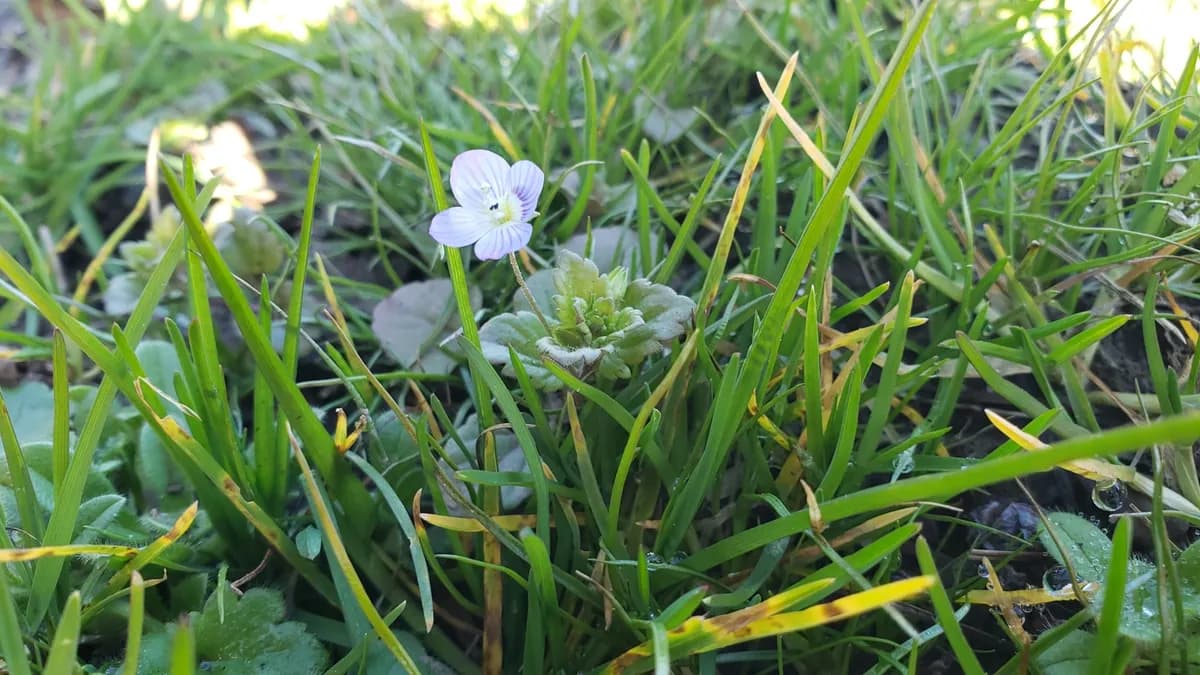 Persian Speedwell (Veronica persica)