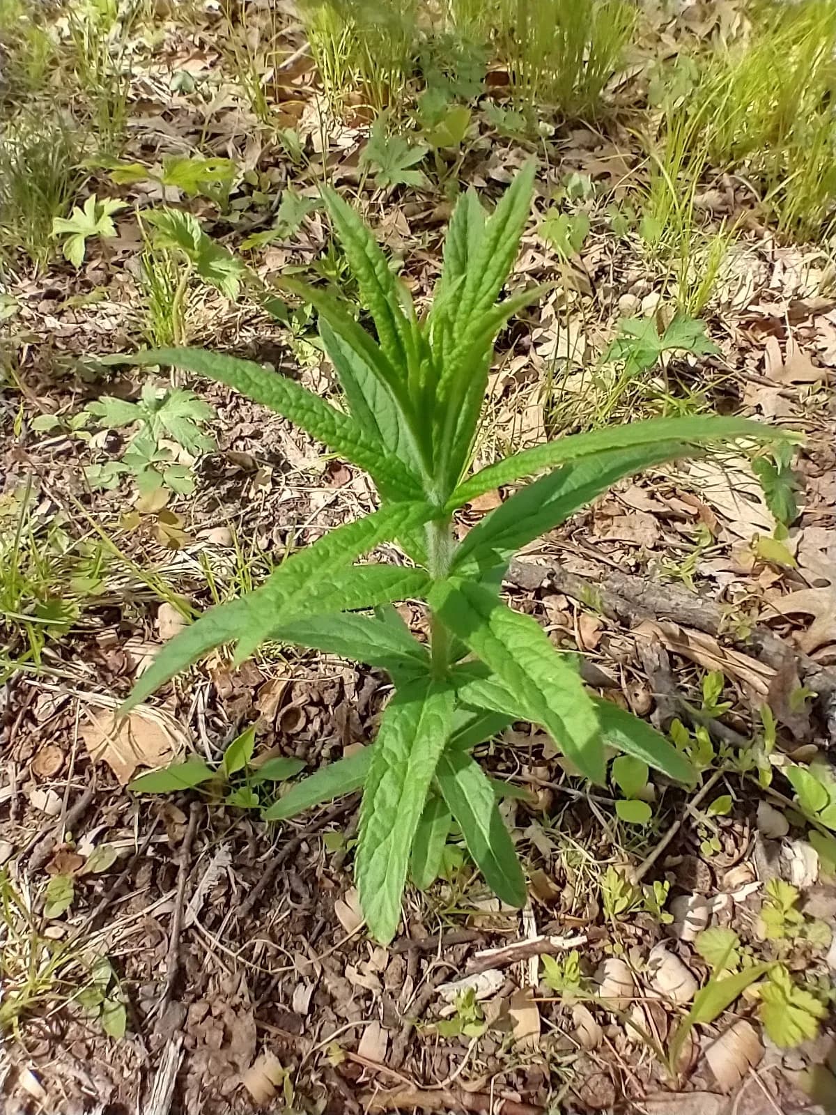 Culver's Root (Veronicastrum virginicum)