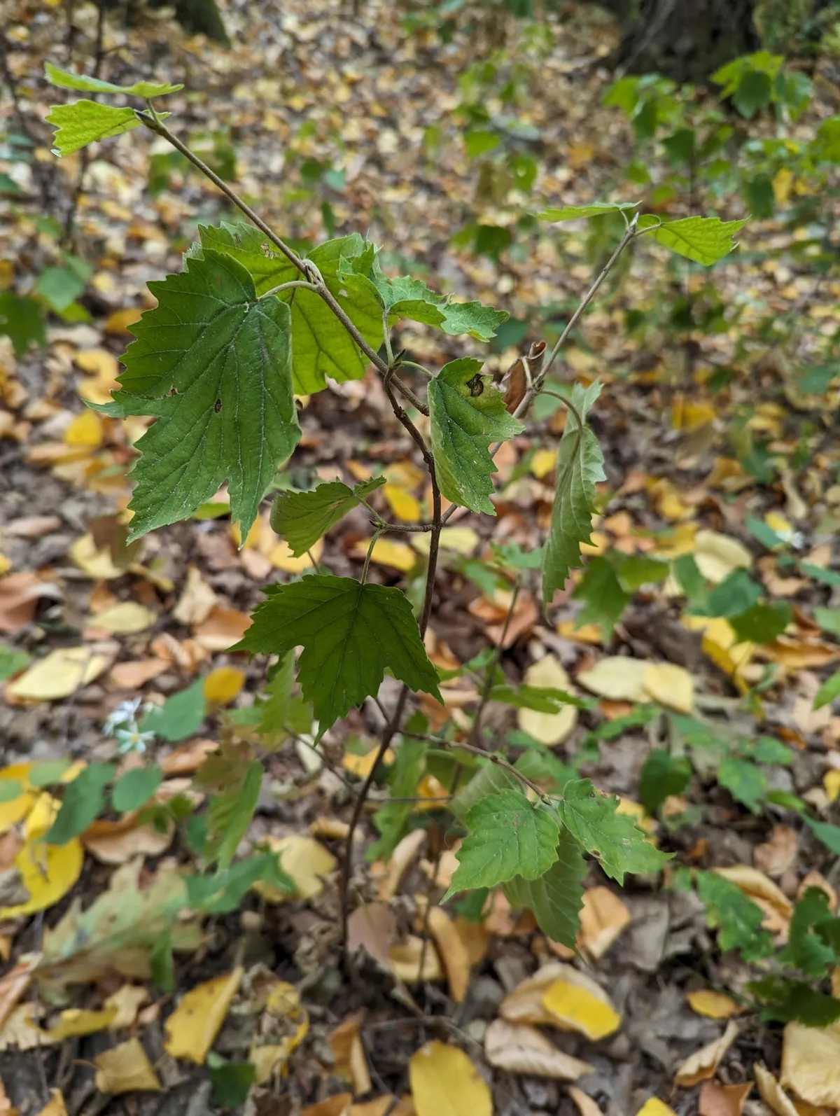 Dockmackie (Viburnum acerifolium)