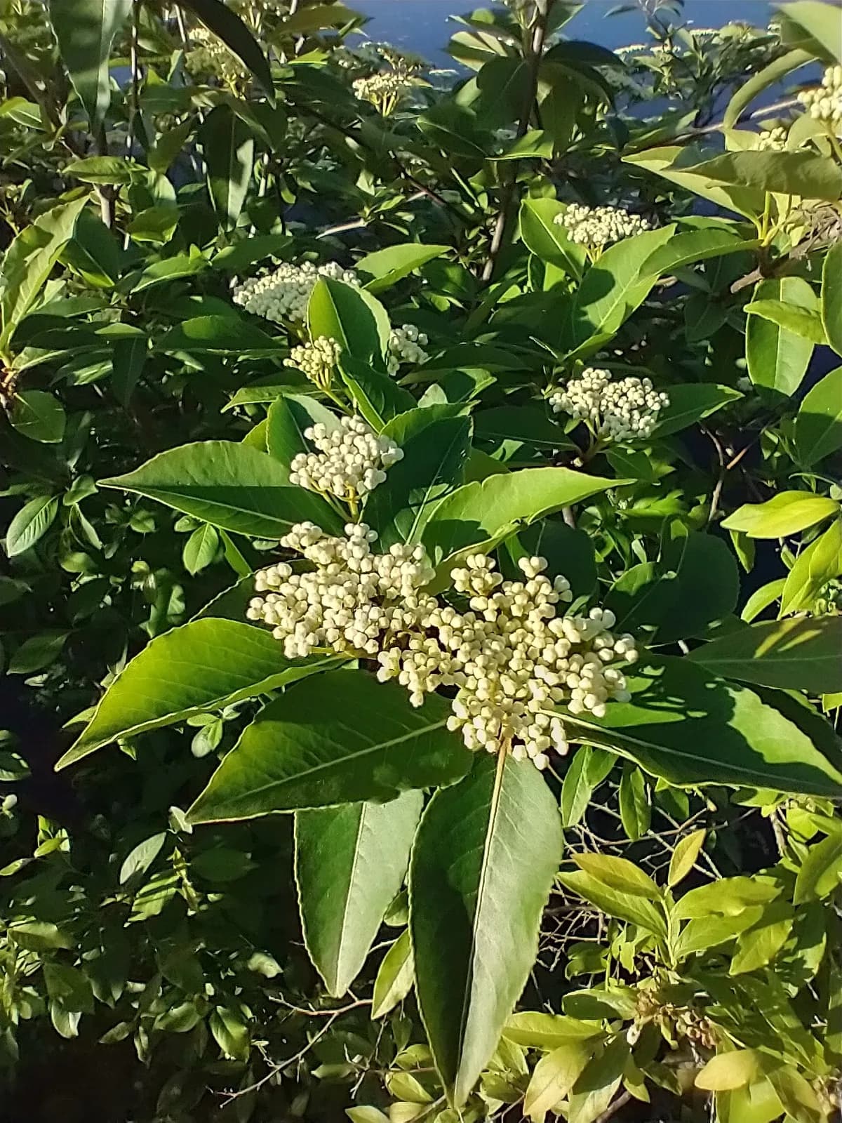 Witherod (Viburnum cassinoides)