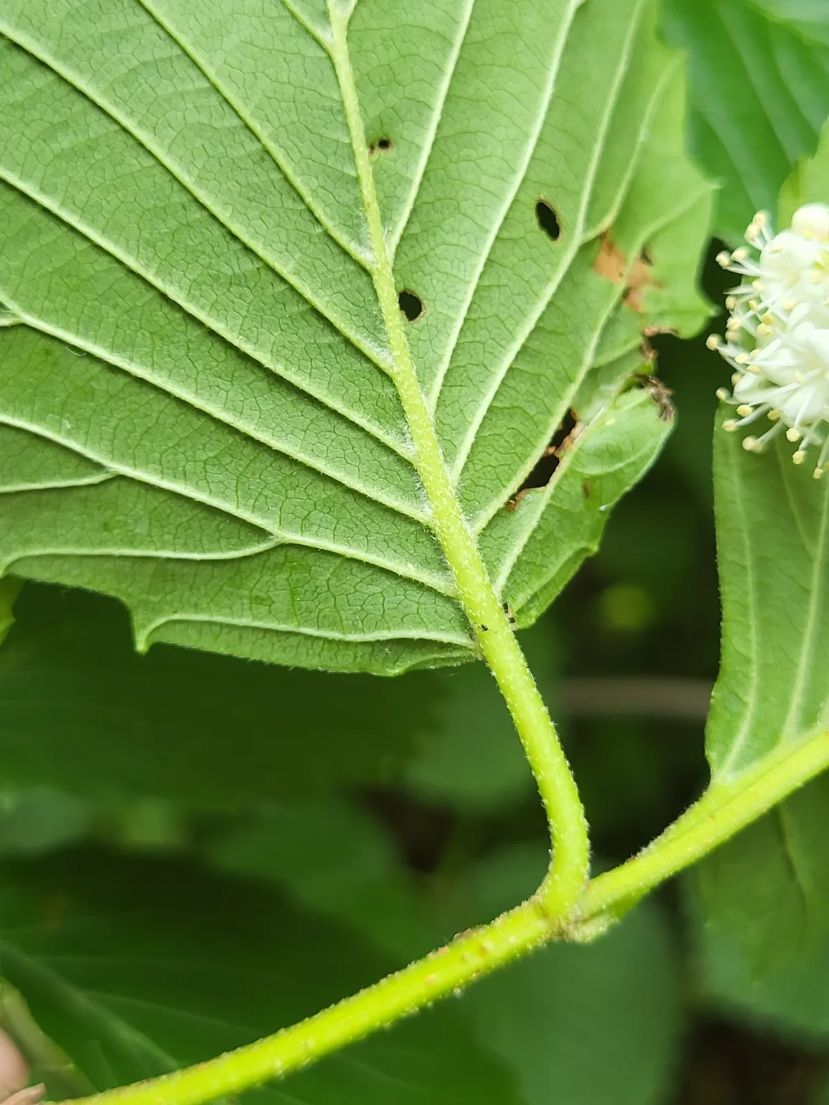 Arrowwood Viburnum (Viburnum dentatum)