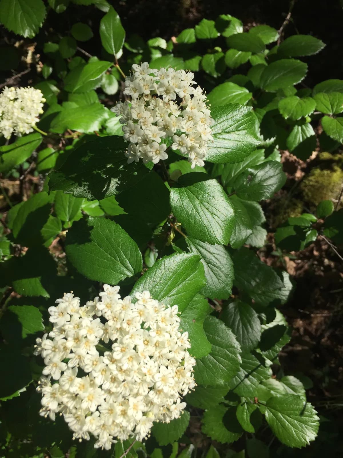 Common viburnum (Viburnum ellipticum)