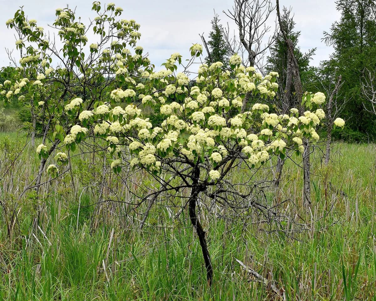 Sheepberry (Viburnum lentago)