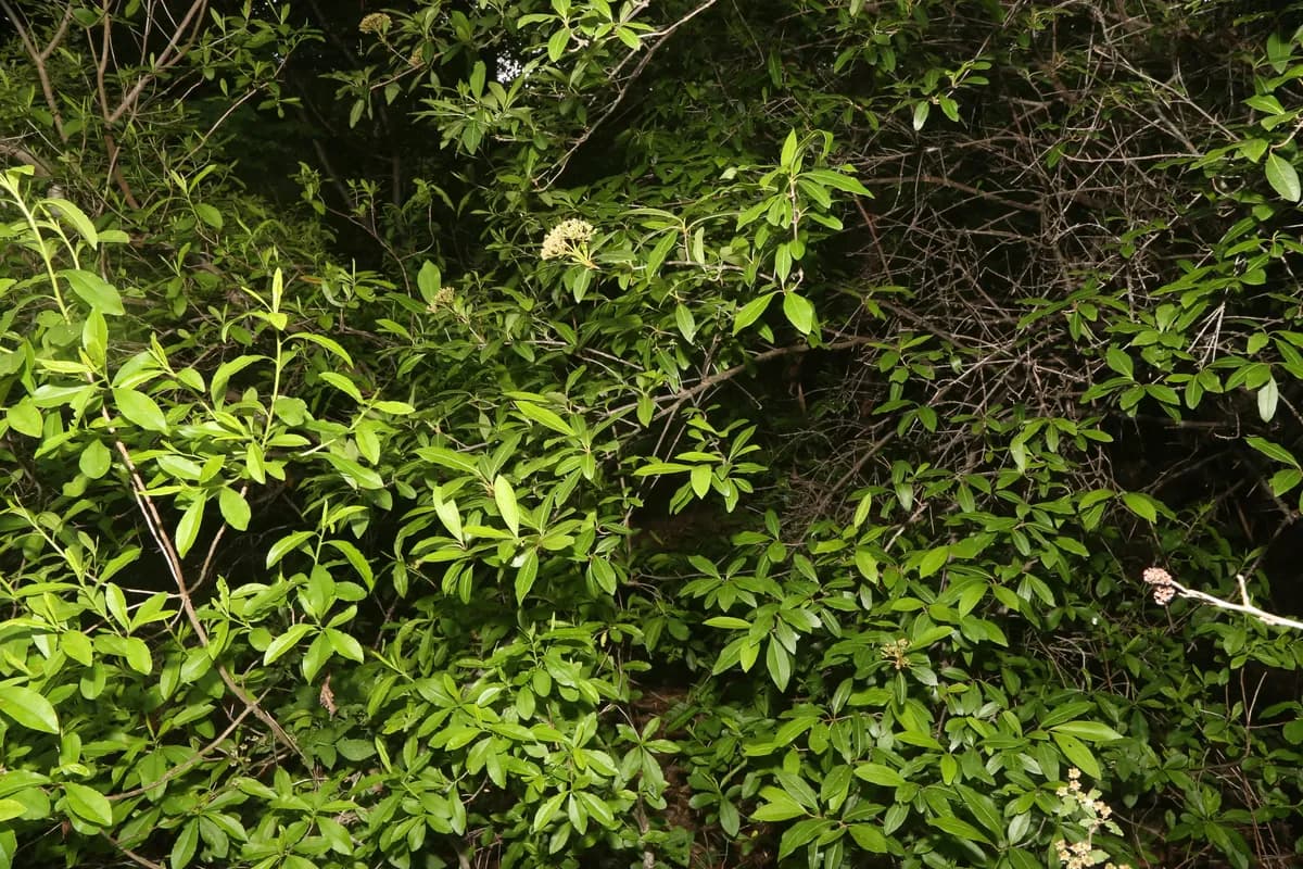 Smooth witherod (Viburnum nudum)