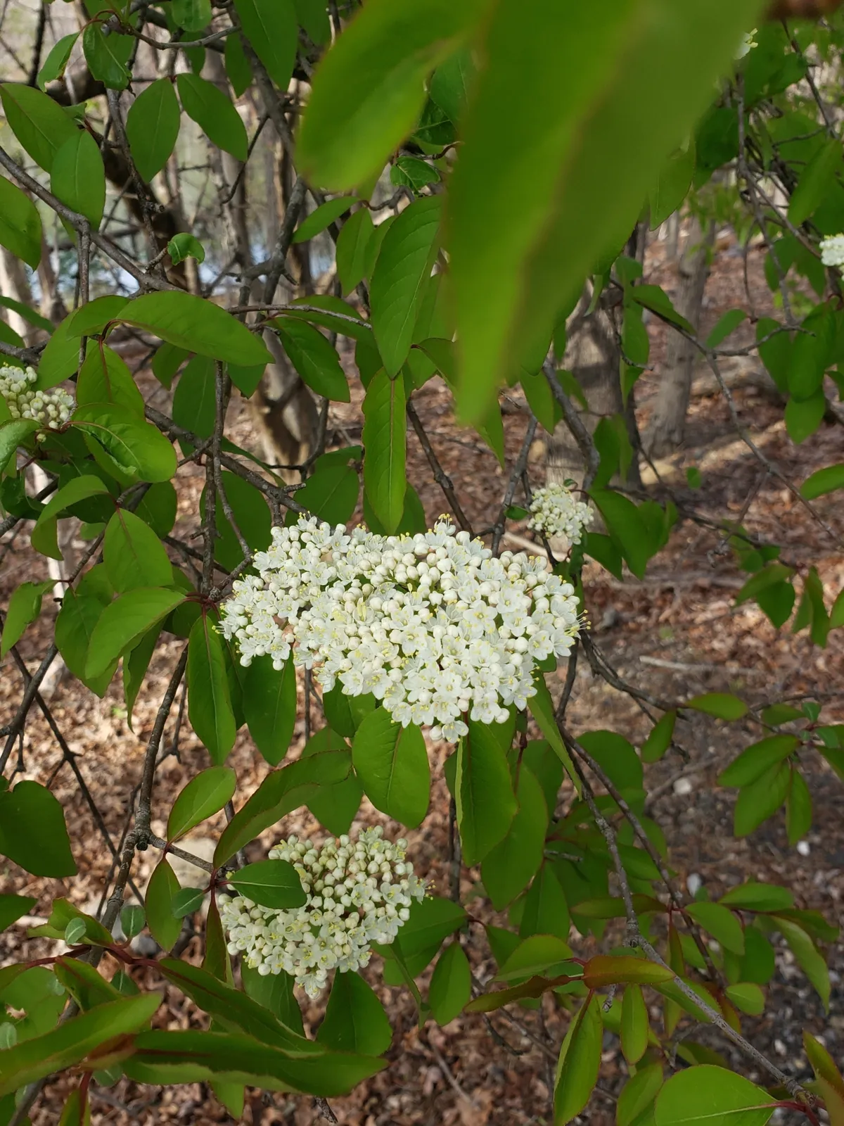 Black Haw (Viburnum prunifolium)