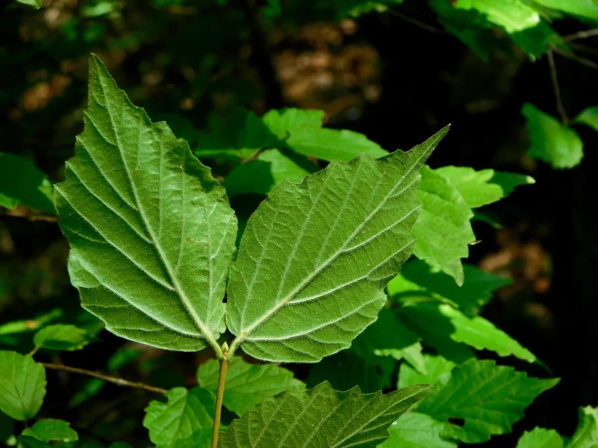 Downy Arrow-Wood (Viburnum rafinesqueanum)