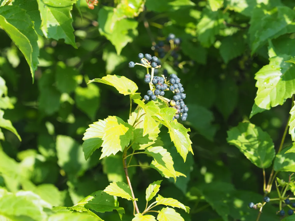 Northern Arrow-wood (Viburnum recognitum)