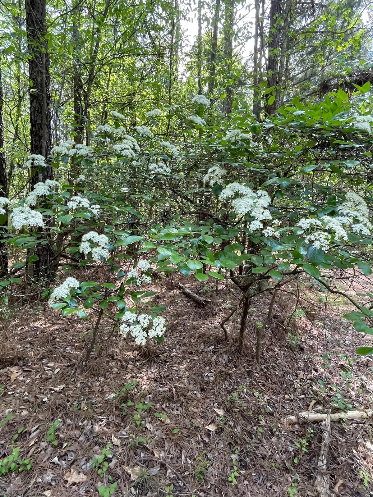 Rusty Blackhaw Viburnum (Viburnum rufidulum)