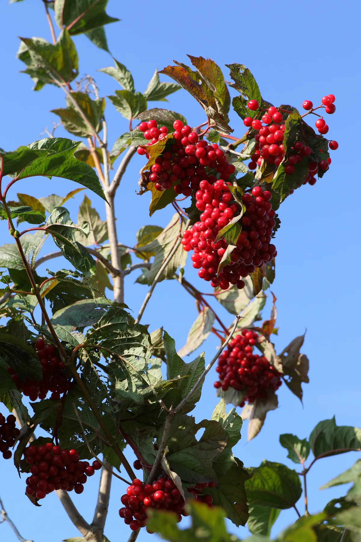American cranberrybush (Viburnum trilobum)