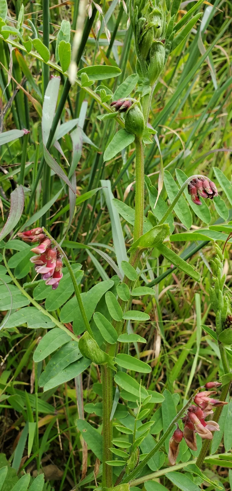 Giant vetch (Vicia gigantea)