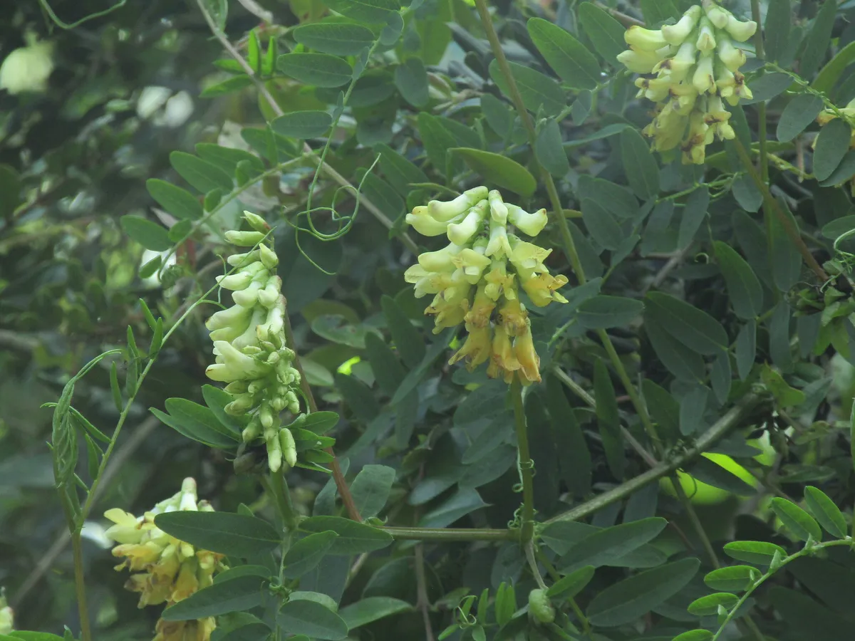 Black vetch (Vicia nigricans)