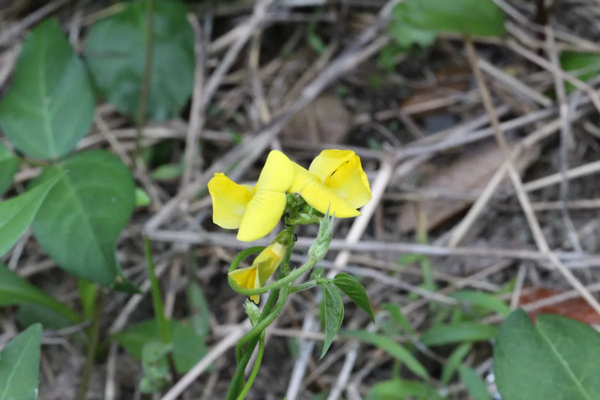 Dalrymple vigna (Vigna luteola)