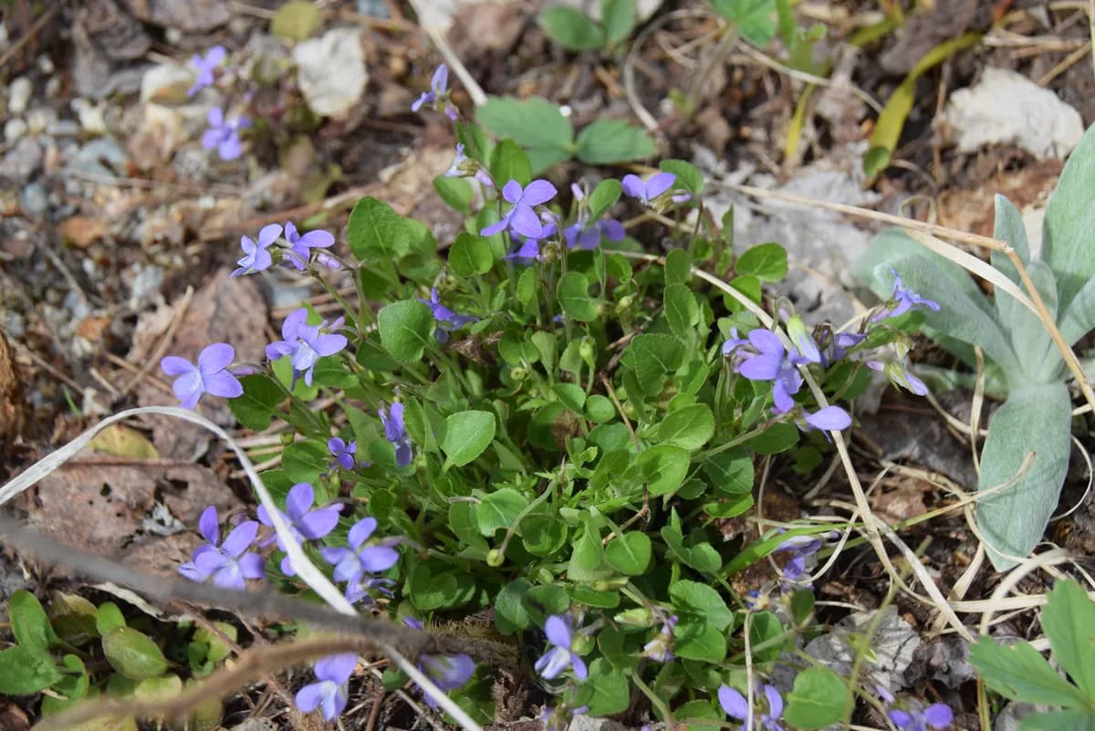Early-blue Violet (Viola adunca)