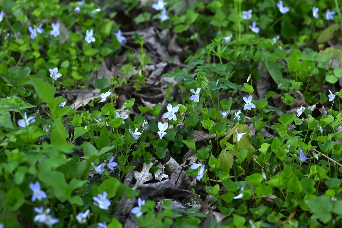 Appalachian violet (Viola appalachiensis)
