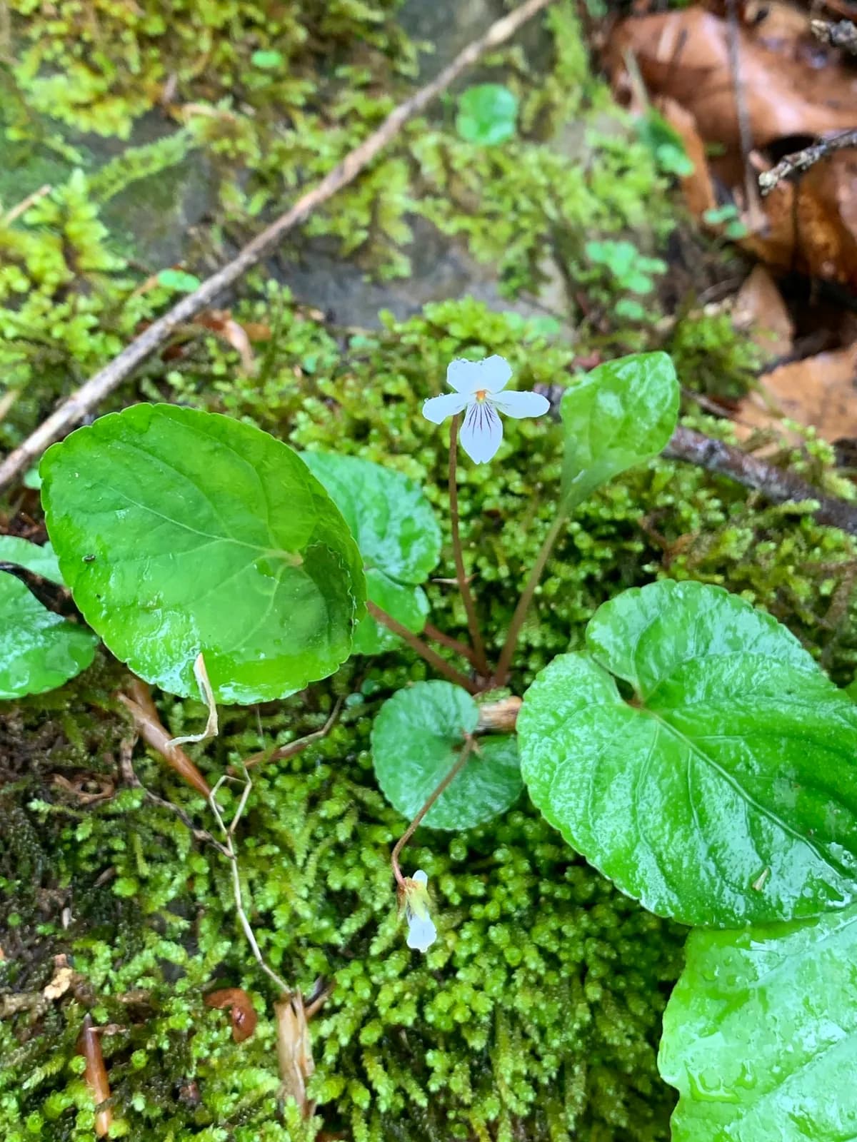 Woodland-white violet (Viola blanda)
