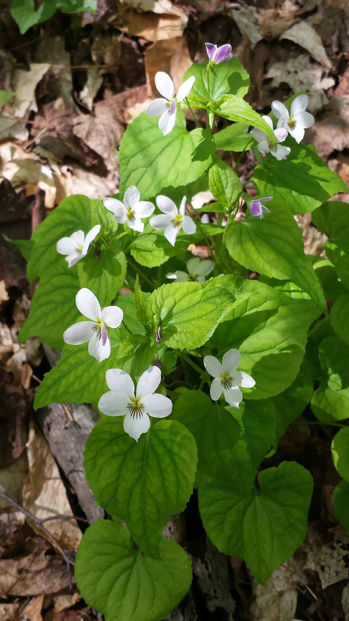 Canada violet (Viola canadensis)