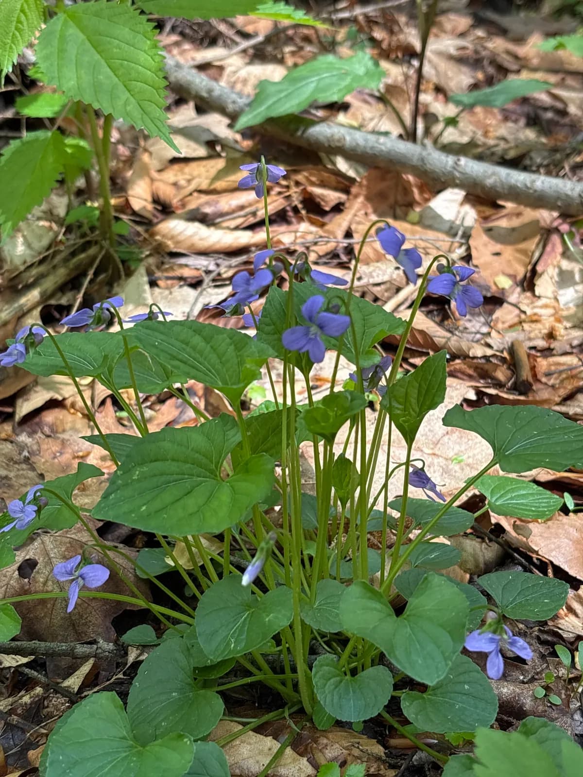 Marsh blue violet (Viola cucullata)