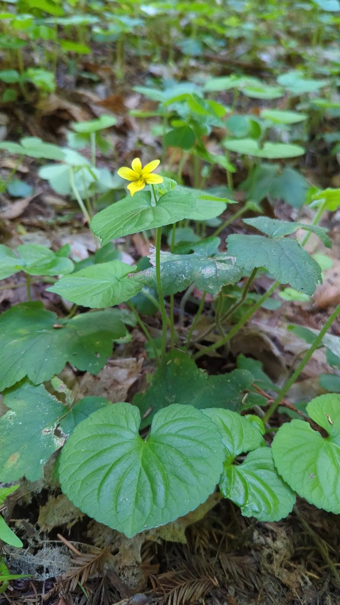 Stream Violet (Viola glabella)