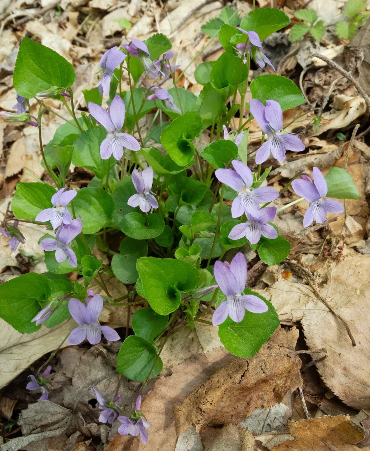 American dog violet (Viola labradorica)