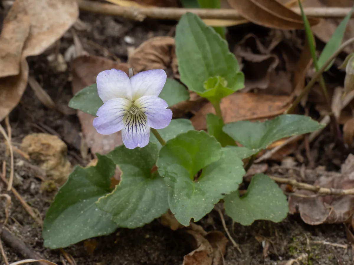 Missouri violet (Viola missouriensis)