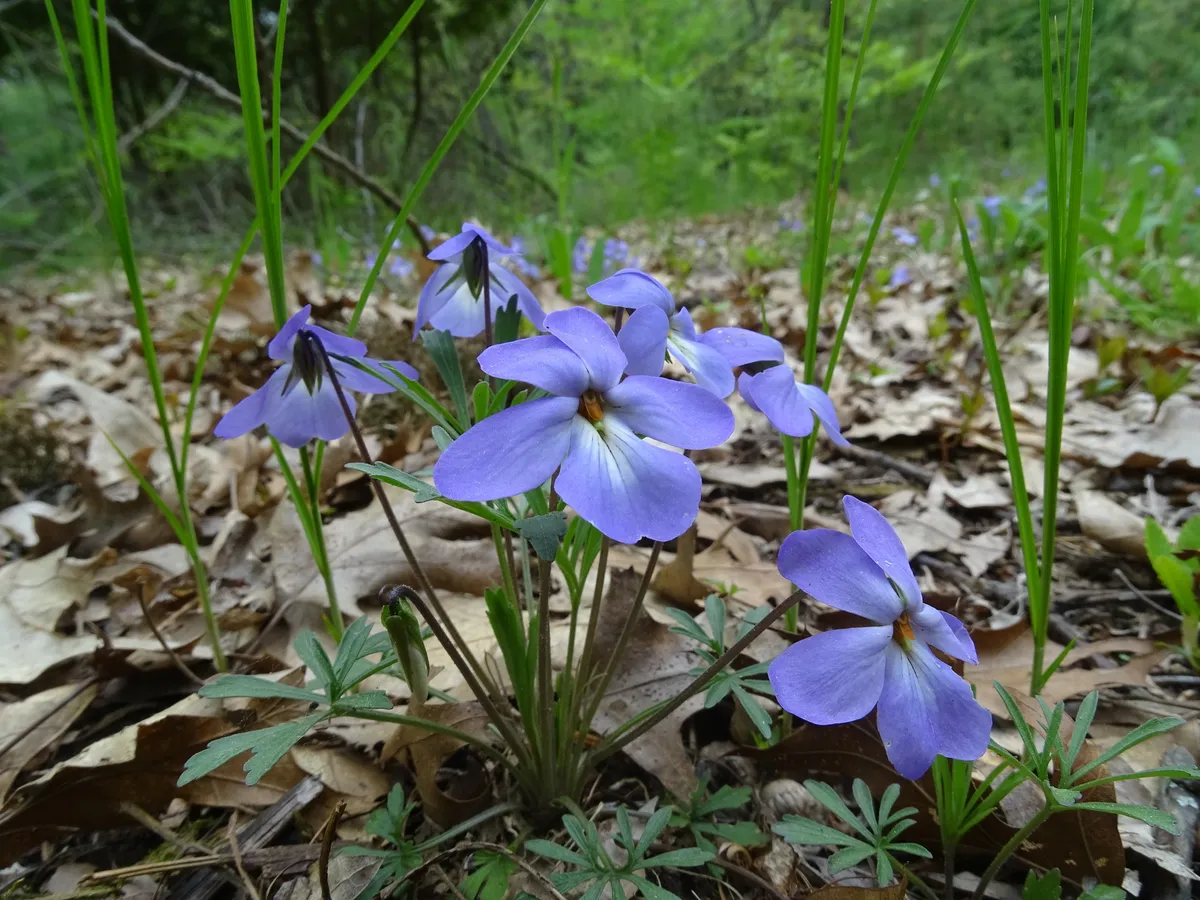 Bird-foot violet (Viola pedata)
