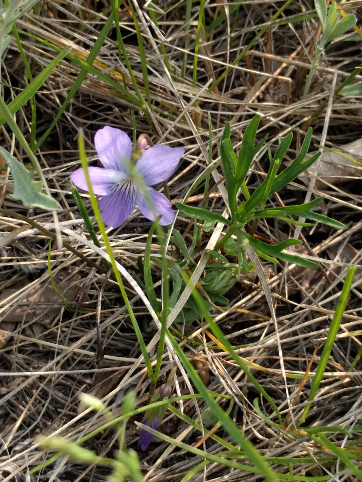Prairie Violet (Viola pedatifida)