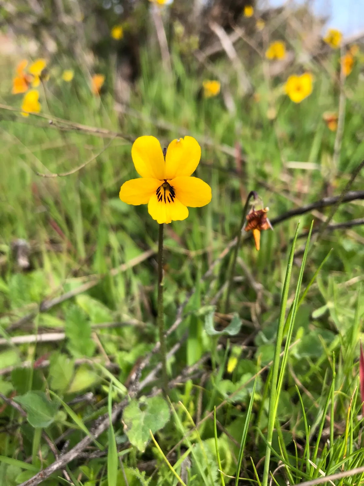 California golden violet (Viola pedunculata)